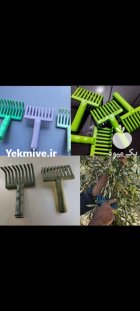 چنگک زیتونچینی در مینودشت در گروه خرید و فروش زیتون در یکمیوه