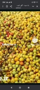 فروش سیب ضایعات در آباده در گروه خرید و فروش سیب در یکمیوه