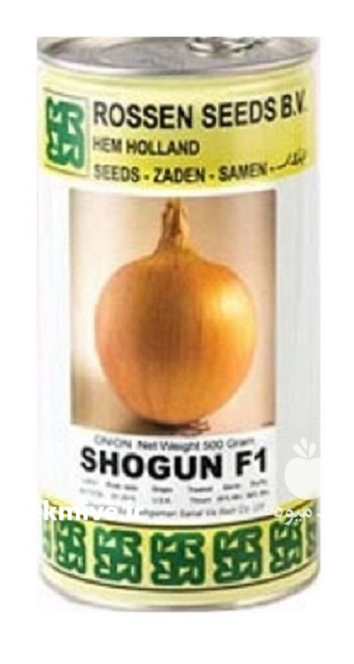 بذر پیاز زرد شوگان در آشخانه در گروه خرید و فروش بذر پیاز در یکمیوه -عکس1