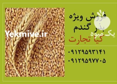 فروش ویژه بذر گندم در تهران در گروه خرید و فروش بذر گندم در یکمیوه -عکس1