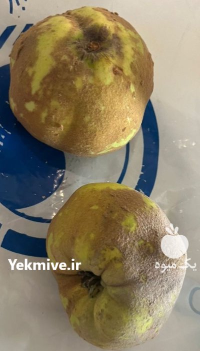 میوه به درجه یک در گرگان در گروه خرید و فروش میوه به در یکمیوه -عکس1