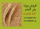 فروش ویژه بذر گندم در تهران در گروه خرید و فروش بذر گندم در یکمیوه