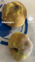 میوه به درجه یک در گرگان در گروه خرید و فروش میوه به در یکمیوه