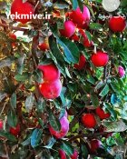 آگهی مشابه سر کارگر هستم با اکیپ 10 نفر در سمیرم در گروه کارگر در یکمیوه