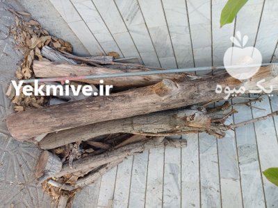 چوب خشک درخت گردو در زنجان در گروه خرید و فروش چوب خشک در یکمیوه -عکس2