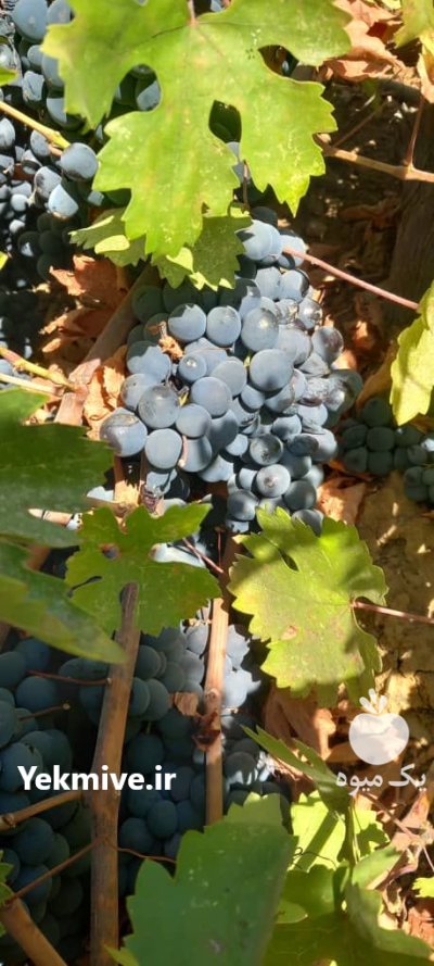 خریدار انواع میوه سردرختی با بهترین در تهران در گروه خرید و فروش محصولات باغبانی در یکمیوه -عکس3