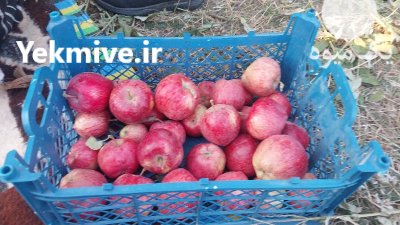 فروشسیب قرمز سیب قرمز در تبریز در گروه خرید و فروش سیب در یکمیوه -عکس1