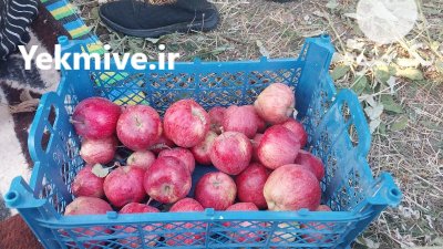 فروشسیب قرمز سیب قرمز در تبریز در گروه خرید و فروش سیب در یکمیوه -عکس2