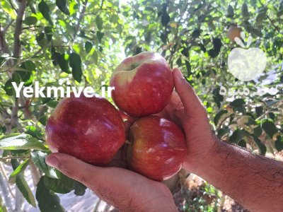 سیب قرمز دماوند در تهران در گروه خرید و فروش سیب در یکمیوه -عکس1
