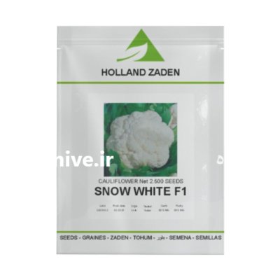 بذر گل کلم اسنو و ایت در شیراز در گروه خرید و فروش بذر صیفی جات در یکمیوه -عکس1