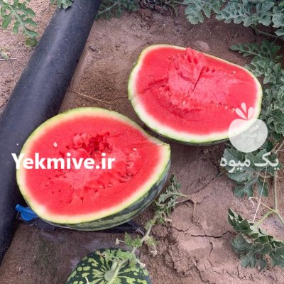 فروش بذر هندوانه میکادو در ایلام در گروه خرید و فروش بذر هندوانه در یکمیوه -عکس1