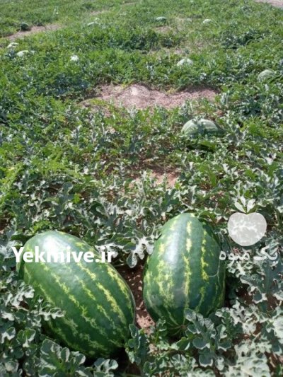 بذر هندوانه میکادو بیضی با کیفیت در بناب در گروه خرید و فروش بذر هندوانه در یکمیوه -عکس1