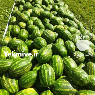 فروش بذر هندوانه باراکا در هرمزگان در گروه خرید و فروش بذر هندوانه در یکمیوه -عکس1