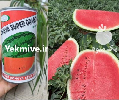 بذر هندوانه نیاراگا با بهترین کیفیت در کرمان در گروه خرید و فروش بذر هندوانه در یکمیوه -عکس1