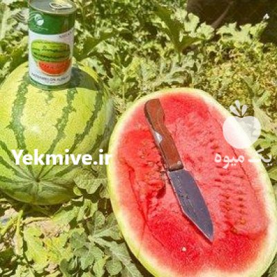 فروش بذر هندوانه سوپر دراگون در اهواز در گروه خرید و فروش بذر هندوانه در یکمیوه -عکس1