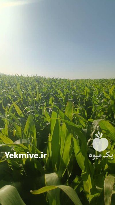 فروش 40 هکتار ذرت علوفه ای در اقلید در گروه خوراک دام و طیور در یکمیوه -عکس1