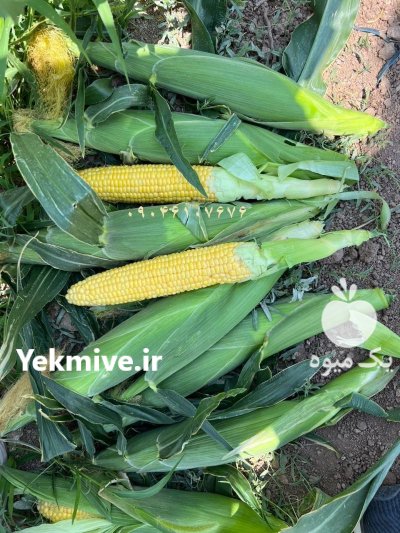 فروش بذر ذرت اکسنت چیوت در کرمان در گروه خرید و فروش بذر ذرت در یکمیوه -عکس1