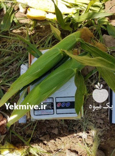 بذر ذرت سمیرا کمترین قیمت بهترین در ایلام در گروه خرید و فروش بذر ذرت در یکمیوه -عکس1