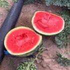 فروش بذر هندوانه میکادو در ایلام در گروه خرید و فروش بذر هندوانه در یکمیوه