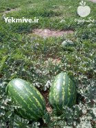 بذر هندوانه میکادو بیضی با کیفیت در بناب در گروه خرید و فروش بذر هندوانه در یکمیوه