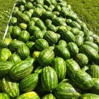 فروش بذر هندوانه باراکا در هرمزگان در گروه خرید و فروش بذر هندوانه در یکمیوه