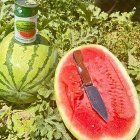 فروش بذر هندوانه سوپر دراگون در اهواز در گروه خرید و فروش بذر هندوانه در یکمیوه