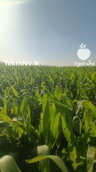 فروش 40 هکتار ذرت علوفه ای در اقلید در گروه خوراک دام و طیور در یکمیوه