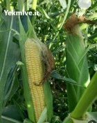 بذر ذرت مسنجر در شیراز در گروه خرید و فروش بذر ذرت در یکمیوه