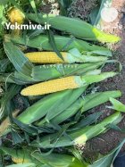 فروش بذر ذرت اکسنت چیوت در کرمان در گروه خرید و فروش بذر ذرت در یکمیوه