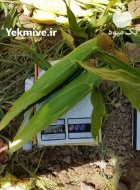 بذر ذرت سمیرا کمترین قیمت بهترین در ایلام در گروه خرید و فروش بذر ذرت در یکمیوه