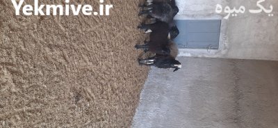 قوچ اصیل شال در زاویه در گروه گاو و گوسفند و میش و بز کهره گوساله در یکمیوه -عکس1
