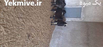 قوچ اصیل شال در زاویه در گروه گاو و گوسفند و میش و بز کهره گوساله در یکمیوه -عکس2