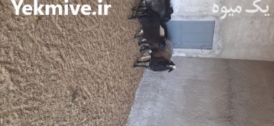 قوچ اصیل شال در زاویه در گروه گاو و گوسفند و میش و بز کهره گوساله در یکمیوه -عکس3