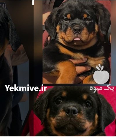 خرید و فروش توله سگ روتوایلر روتفایلر در شیراز در گروه سگ و گربه در یکمیوه -عکس2