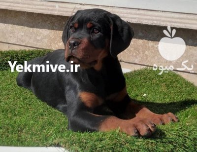 خرید و فروش توله سگ روتوایلر روتفایلر در شیراز در گروه سگ و گربه در یکمیوه -عکس3