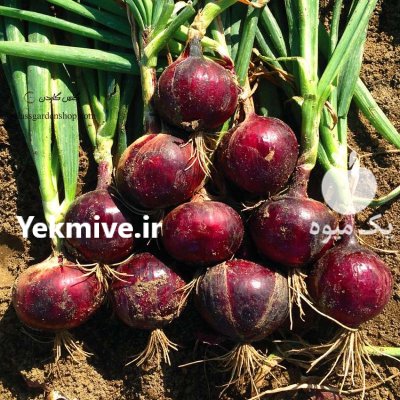 بذر پیاز قرمز در مشهد در گروه خرید و فروش بذر پیاز در یکمیوه -عکس1