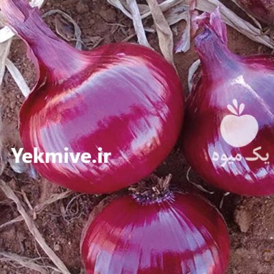 فروش بذر پیاز قرمز با کیفیت در شیراز در گروه خرید و فروش بذر پیاز در یکمیوه -عکس1