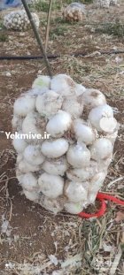 فروش بذر پیاز سفید سایروس در کرمان در گروه خرید و فروش بذر پیاز در یکمیوه
