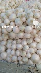 فروش بذر پیاز راتا در ایلام در گروه خرید و فروش بذر پیاز در یکمیوه