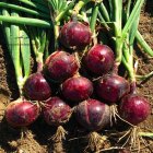 بذر پیاز قرمز در مشهد در گروه خرید و فروش بذر پیاز در یکمیوه