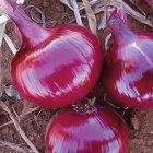 فروش بذر پیاز قرمز با کیفیت در شیراز در گروه خرید و فروش بذر پیاز در یکمیوه