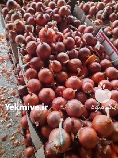 فروش بذر پیاز زرد ماراگوگی در هرمزگان در گروه خرید و فروش بذر پیاز در یکمیوه -عکس1