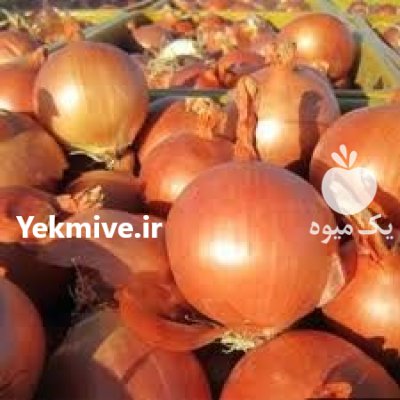 فروش بذر پیاز ریوبراوو با کیفیت در مشهد در گروه خرید و فروش بذر پیاز در یکمیوه -عکس1