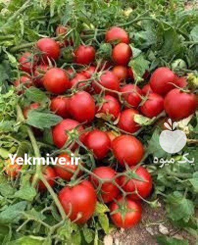 بذر گوجه فرنگی برنتا در بوشهر در گروه خرید و فروش بذر گوجه در یکمیوه -عکس1