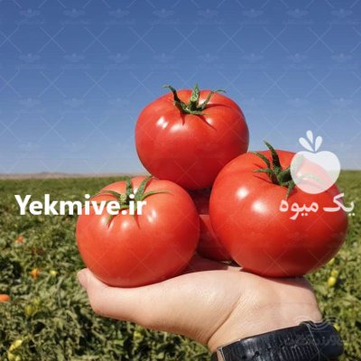فروش بذر گوجه فرنگی 8320 در اهواز در گروه خرید و فروش بذر گوجه در یکمیوه -عکس1