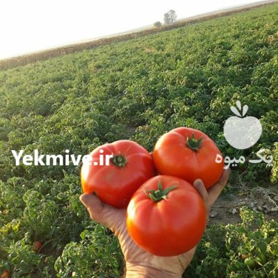 بذر گوجه فرنگی بدرو با بازدهی در جیرفت در گروه خرید و فروش بذر گوجه در یکمیوه -عکس1
