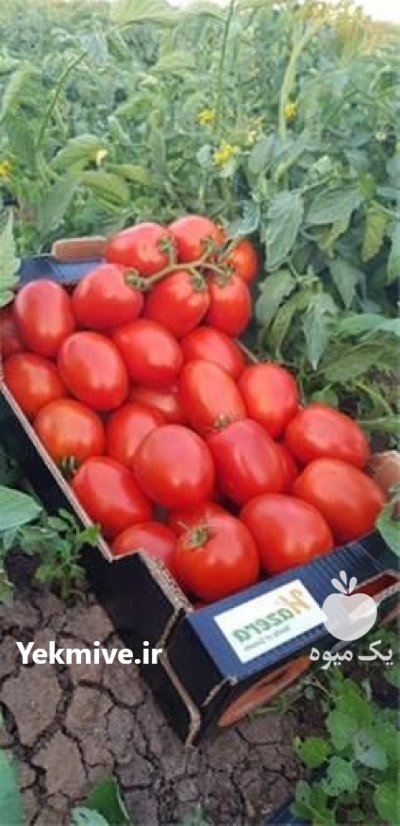 بذ گوجه سیمینس با کیفیت بالا در شیراز در گروه خرید و فروش بذر گوجه در یکمیوه -عکس1