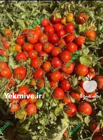 بذر گوجه فرنگی بریویو مرغوب ترین در یزد در گروه خرید و فروش بذر گوجه در یکمیوه -عکس1