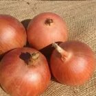 بذر پیاز زرد فلات در کرمان در گروه خرید و فروش بذر پیاز در یکمیوه