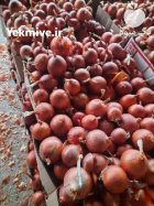 فروش بذر پیاز زرد ماراگوگی در هرمزگان در گروه خرید و فروش بذر پیاز در یکمیوه